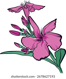 Pink oleander flower variant two hand drawn vector