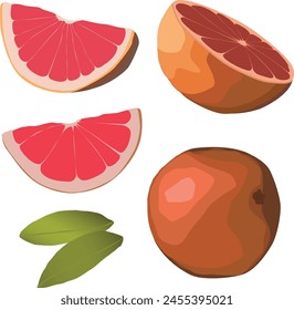 pink orange cara orange sliced and whole vector illustration