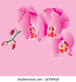 pink orchid