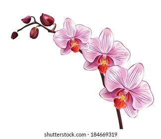 Pink orchid branch