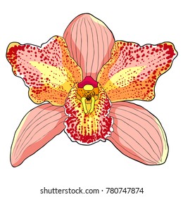 Pink Orchid Cymbidium tropical flower vector illustration