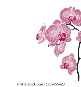 Pink orchid flowers branch. A summer spring exotic tropical decorative bouquet. Small floral garland. Vector illustration.