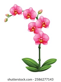 Pink orchid flowers with bright petals and green leaves. Vector illustration