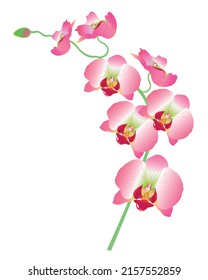 pink orchid flowers isolated on white	
