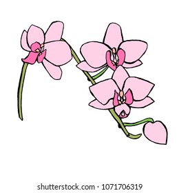 Pink orchid flowers sketch. Hand drawn ink stock vector illustration, design element for web, for print