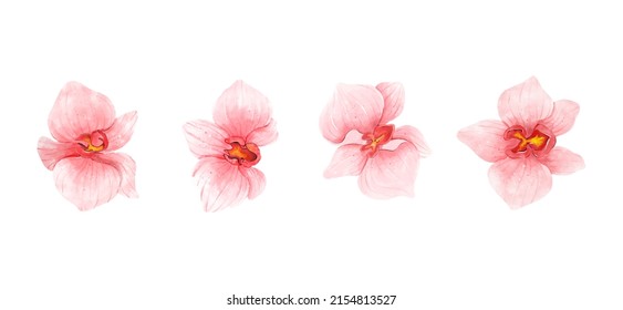 Pink Orchid flowers watercolor collection. Set of romantic flowers isolated on white background. Vector illustration