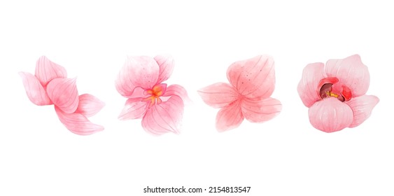 Pink Orchid flowers watercolor collection. Set of romantic flowers isolated on white background. Vector illustration