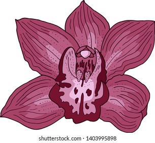 Pink orchid. Hand drawn vector illustration. Isolated on white background.
