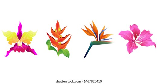 Pink Orchid. Orange Heliconia. Orange Strelitzia Reginae. Pink Bauhinia Purpurea. Vector illustration. Isolated illustration element. Floral botanical flower. Wild leaf wildflower isolated. Exotic.