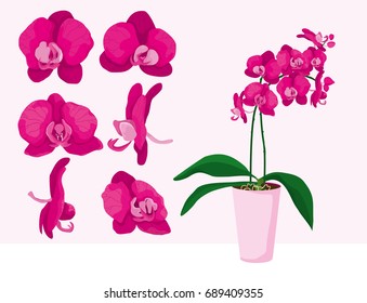 Pink orchid plant in a pot. Set of single flowers isolated vector. Colorful petals. Interior design element.