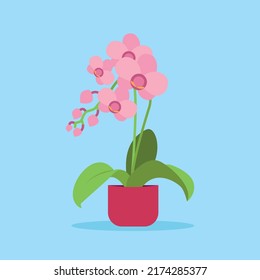 pink orchid in a pot