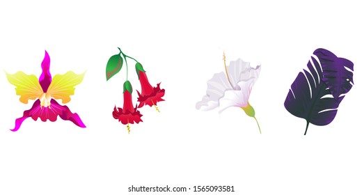 Pink Orchid. Red Angel Trumpet. White Hibiscus. Purple Banana Leaf. Vector illustration. Isolated illustration element. Floral botanical flower. Wild leaf wildflower isolated. Exotic tropical.