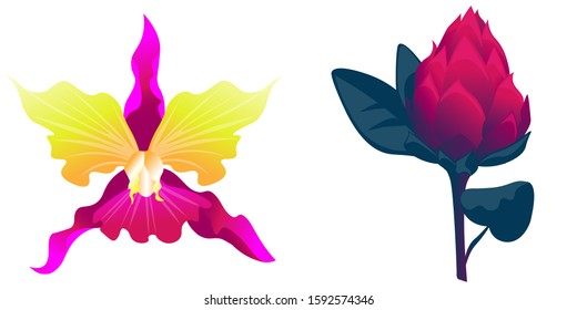 Pink Orchid. Red Vriesea. Vector illustration. Isolated illustration element. Floral botanical flower. Wild leaf wildflower isolated. Exotic tropical hawaiian jungle.
