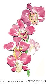 Pink Orchid watecolor sketch art. Floral botanical exotic plant art. 