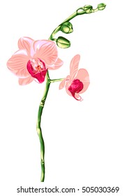 Pink orchids.