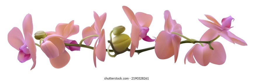 Pink orchids. Floral background. Tropical. Buds. Horizontal pattern. Isolated.