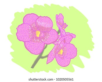pink Orchids flower