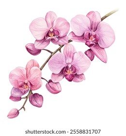 pink orchids in full bloom, showcasing delicate petals and vibrant colors. Perfect for floral designs, nature-themed projects, and elegant decor.