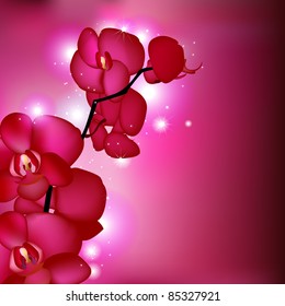 Pink Orchids, Vector Illustration
