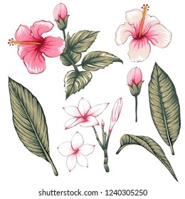 Pink pastel color Hibiscus,Frangipani flowers on isolated white background.Vector illustration watercolor hand drawn doodle.for greeting card or fabric pattern.