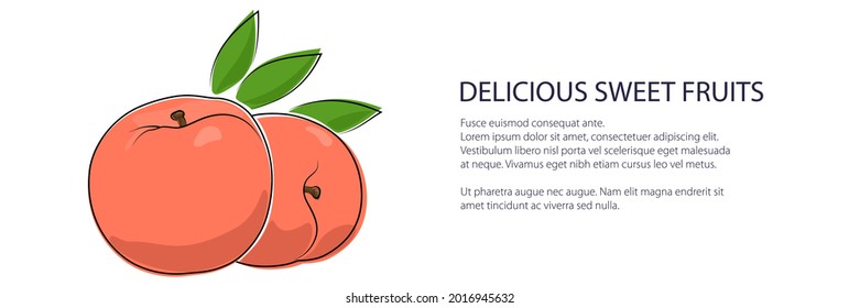 Pink peach banner, fruit isolated on white background, vector illustration