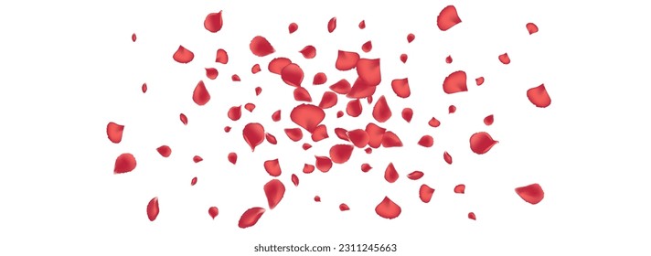Pink Peach Fly Vector Panoramic White Background. Beauty Blossom Pattern. Beautiful Rose Falling Backdrop. Delicate Floral Japan Design.