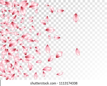 Pink peach petals flying vector greeting card background. Spring falling flower parts confetti, blossom elements anniversary design. Rose color flower blossom petals card background.