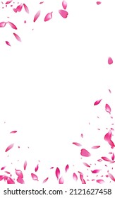 Pink Peach Spring Vector White Background. Fall Blossom Template. Red Rose Beauty Design. Beautiful Sakura Tender Backdrop.