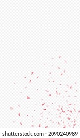 Pink Peach Summer Vector Transparent Background. Spring Blossom Banner. Red Rose Tender Texture. Beautiful Petal Fall Poster.