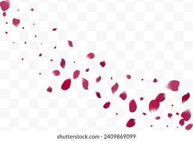Pink Peach Tender Vector Transparent Background. Beauty Rose Cover. Purple Floral Spring Texture. Delicate Sakura Falling Design.