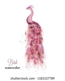 Pink peacock watercolor Vector. Colorful bird illustration painted styles