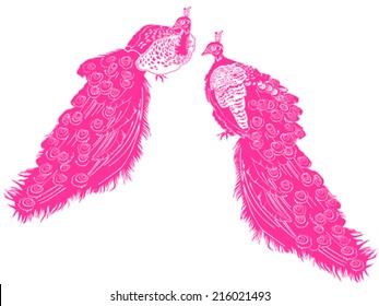Pink Peacocks isolated on white background. Vector illustration 