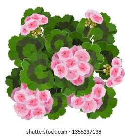 Pink pelargonium flowers vector illustration. Garden or interior decoration