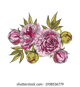Pink peonies and buds. Bouquet of flowers. Hand-drawn floral collection of festive decor. Vector illustration on a white background.
