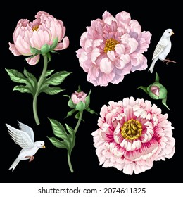 Pink peonies and doves isolated. Vector delicate print