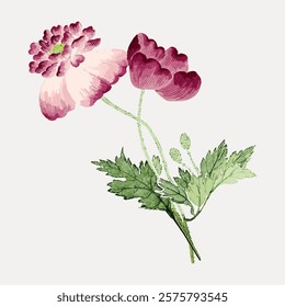 Pink peonies flower sticker vector element. Pink floral plant vector. Vintage pink botanical flower art drawing illustration, old painting art print of pink flowers, isolated element.
