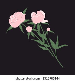 Pink peonies on a black background. Spring flowers with leaves. Vector illustration.