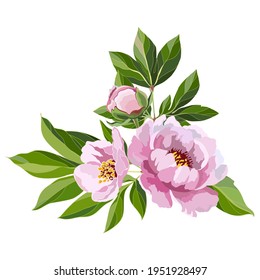 A pink peonies on a white background. Design element for decoration of a greeting card. Vector illustration.