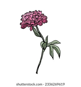 Pink peony. Botanical drawing. Flower hand drawn sketch. Summer greeting cart, wedding or invitation floral element. Editable vector Illustration in pink, green color isolated on a white background