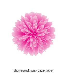 Pink peony bud isolated on white background. Pink flower vector illustration. Peony, floral element for design