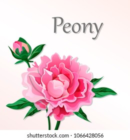 Pink peony with Bud. Vector illustration.