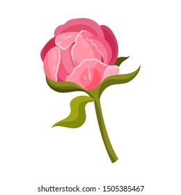 Pink peony bud. Vector illustration on a white background.