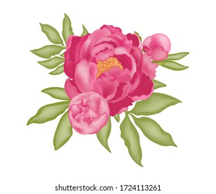 Pink peony with buds and green leaves, isolated on white background, stock vector illustration with 3D effect. For design and decoration, logo, print, postcard.