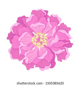 Pink peony flower from above. Vector illustration on a white background.