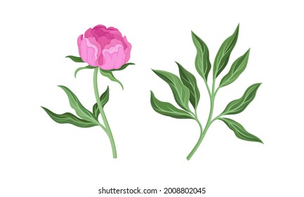 Pink Peony Flower Bud on Green Stems with Leaves Vector Set