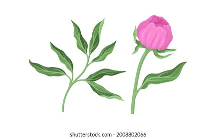 Pink Peony Flower Bud on Green Stems with Leaves Vector Set