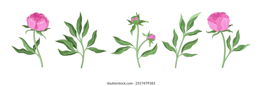 Pink Peony Flower Bud on Green Stems with Leaves Vector Set