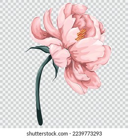 Pink peony flower drawing vector illustrations. Botanical floral hand drawn element.