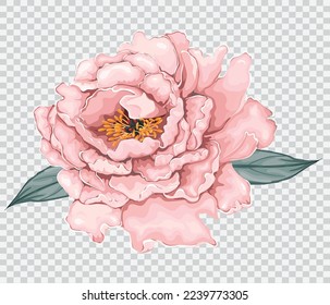 Pink peony flower drawing vector illustrations. Botanical floral hand drawn element.