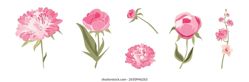 Pink Peony Flower with Green Leaf and Stem Vector Set